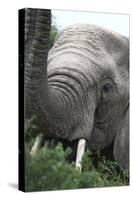 African Elephants 133-Bob Langrish-Stretched Canvas