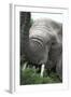 African Elephants 133-Bob Langrish-Framed Photographic Print