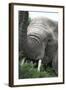 African Elephants 133-Bob Langrish-Framed Photographic Print