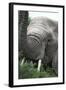 African Elephants 133-Bob Langrish-Framed Photographic Print