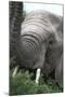 African Elephants 133-Bob Langrish-Mounted Photographic Print