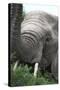 African Elephants 133-Bob Langrish-Stretched Canvas