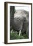 African Elephants 133-Bob Langrish-Framed Photographic Print