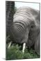 African Elephants 133-Bob Langrish-Mounted Photographic Print