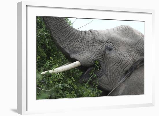 African Elephants 134-Bob Langrish-Framed Photographic Print