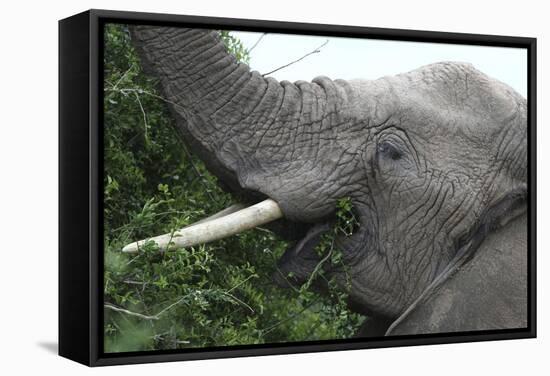 African Elephants 134-Bob Langrish-Framed Stretched Canvas