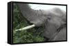 African Elephants 134-Bob Langrish-Framed Stretched Canvas