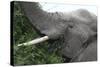 African Elephants 134-Bob Langrish-Stretched Canvas