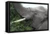 African Elephants 134-Bob Langrish-Framed Stretched Canvas