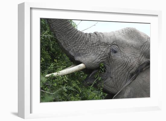 African Elephants 134-Bob Langrish-Framed Photographic Print