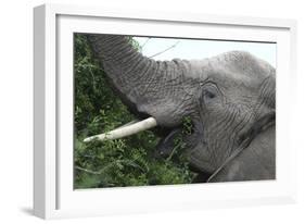African Elephants 134-Bob Langrish-Framed Photographic Print