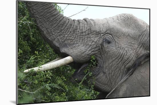 African Elephants 134-Bob Langrish-Mounted Photographic Print
