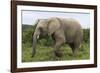 African Elephants 135-Bob Langrish-Framed Photographic Print