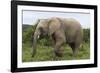 African Elephants 135-Bob Langrish-Framed Photographic Print