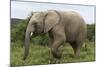 African Elephants 135-Bob Langrish-Mounted Photographic Print