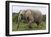 African Elephants 135-Bob Langrish-Framed Premium Photographic Print
