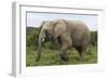 African Elephants 135-Bob Langrish-Framed Premium Photographic Print