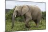 African Elephants 135-Bob Langrish-Mounted Premium Photographic Print