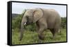 African Elephants 135-Bob Langrish-Framed Stretched Canvas