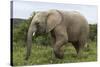 African Elephants 135-Bob Langrish-Stretched Canvas