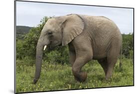 African Elephants 135-Bob Langrish-Mounted Photographic Print