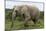 African Elephants 135-Bob Langrish-Mounted Photographic Print