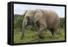 African Elephants 135-Bob Langrish-Framed Stretched Canvas