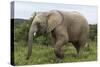 African Elephants 135-Bob Langrish-Stretched Canvas