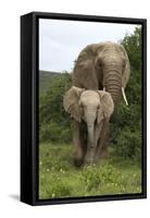African Elephants 138-Bob Langrish-Framed Stretched Canvas