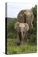 African Elephants 138-Bob Langrish-Stretched Canvas