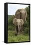 African Elephants 138-Bob Langrish-Framed Stretched Canvas