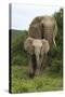 African Elephants 138-Bob Langrish-Stretched Canvas