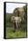 African Elephants 138-Bob Langrish-Framed Stretched Canvas