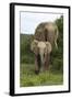 African Elephants 138-Bob Langrish-Framed Photographic Print