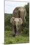 African Elephants 138-Bob Langrish-Mounted Photographic Print