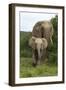 African Elephants 138-Bob Langrish-Framed Photographic Print