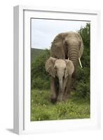 African Elephants 138-Bob Langrish-Framed Photographic Print