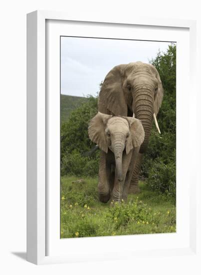 African Elephants 138-Bob Langrish-Framed Photographic Print