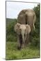 African Elephants 138-Bob Langrish-Mounted Photographic Print