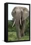 African Elephants 140-Bob Langrish-Framed Stretched Canvas