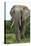 African Elephants 140-Bob Langrish-Stretched Canvas