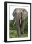 African Elephants 140-Bob Langrish-Framed Photographic Print