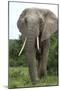 African Elephants 140-Bob Langrish-Mounted Photographic Print