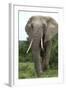 African Elephants 140-Bob Langrish-Framed Photographic Print