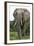 African Elephants 140-Bob Langrish-Framed Photographic Print