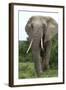 African Elephants 140-Bob Langrish-Framed Photographic Print