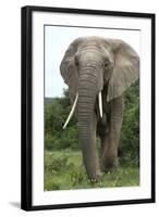 African Elephants 140-Bob Langrish-Framed Photographic Print