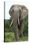 African Elephants 140-Bob Langrish-Stretched Canvas