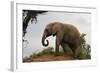 African Elephants 142-Bob Langrish-Framed Photographic Print