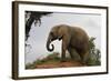 African Elephants 142-Bob Langrish-Framed Photographic Print